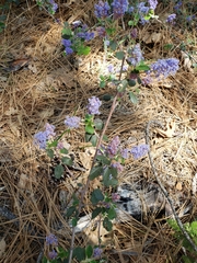 Ceanothus tomentosus tomentosus