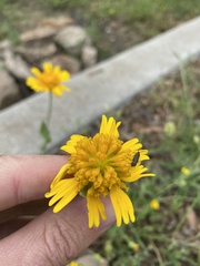 Amblyolepis setigera