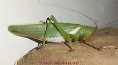 Moncheca bisulca kuthyi