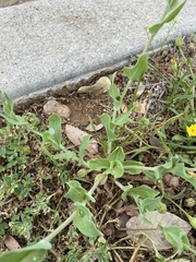 Amblyolepis setigera