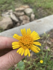 Amblyolepis setigera