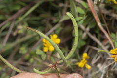 Securigera parviflora