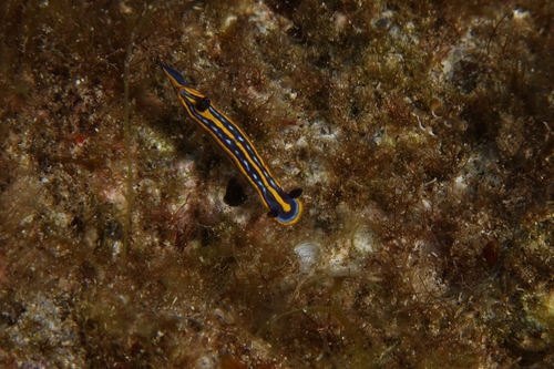 tricolor doris