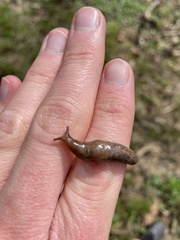 Deroceras reticulatum