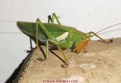 Moncheca bisulca kuthyi