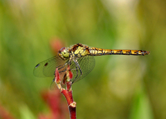 Sympetrum striolatum