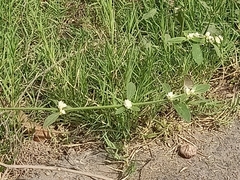 Alternanthera bettzickiana