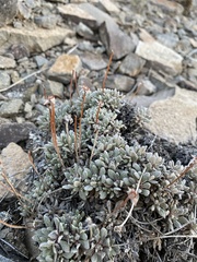 Eriogonum caespitosum