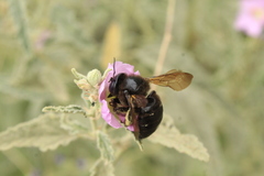 Xylocopa tabaniformis pallidiventris