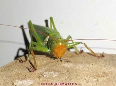 Moncheca bisulca kuthyi