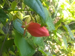 Pavonia punctata