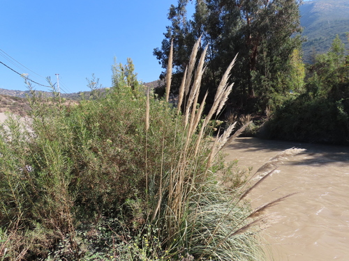 Cortaderia rudiuscula