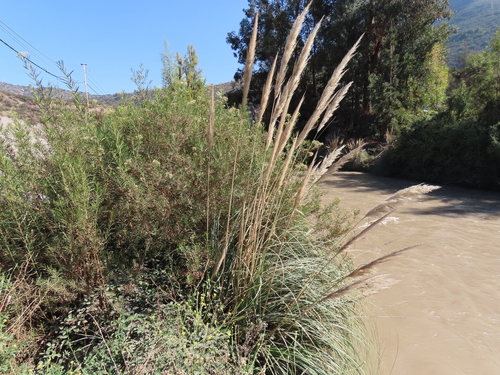 Cortaderia rudiuscula, photograph 1
