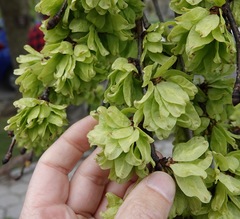 Ulmus glabra camperdownii