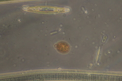 Trachelomonas similis