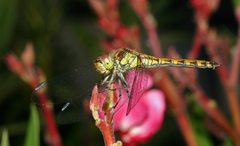 Sympetrum striolatum