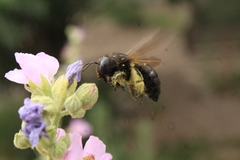 Xylocopa tabaniformis pallidiventris