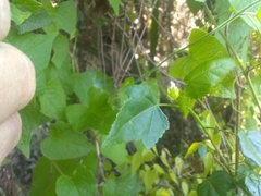Pavonia punctata