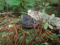 Sarcodon carbonarius