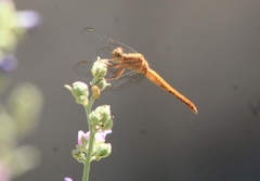 Erythrodiplax basifusca