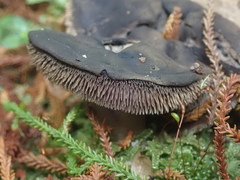 Sarcodon carbonarius