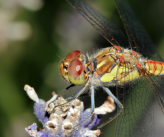 Sympetrum striolatum