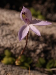 Disa maculata