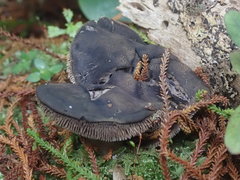 Sarcodon carbonarius