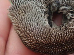 Sarcodon carbonarius