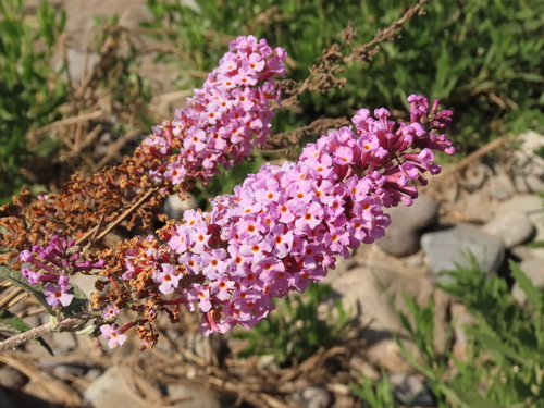 Buddleja davidii