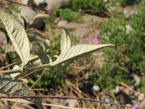 Buddleja davidii