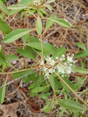 Croton argyranthemus