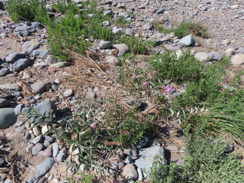 Buddleja davidii