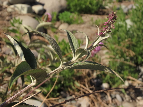 Buddleja davidii