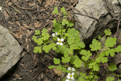 Cardamine graeca
