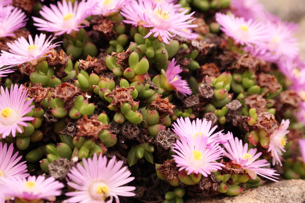 Sederbergia drepanophylla