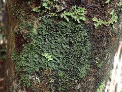 Psoroma coralloideum