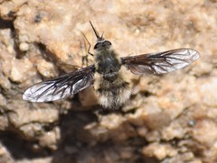 Triploechus novus