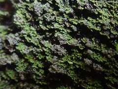 Psoroma coralloideum