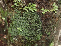 Psoroma coralloideum