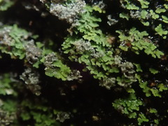 Psoroma coralloideum