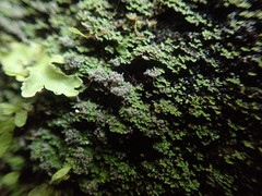 Psoroma coralloideum