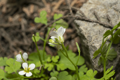 Cardamine graeca