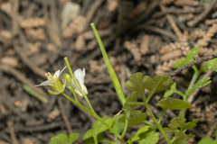Cardamine graeca