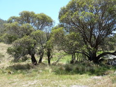 Eucalyptus stellulata