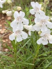 Penstemon guadalupensis