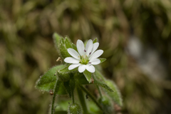 Stellaria cupaniana