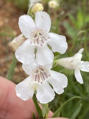 Penstemon guadalupensis