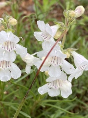 Penstemon guadalupensis