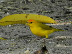 Sicalis columbiana